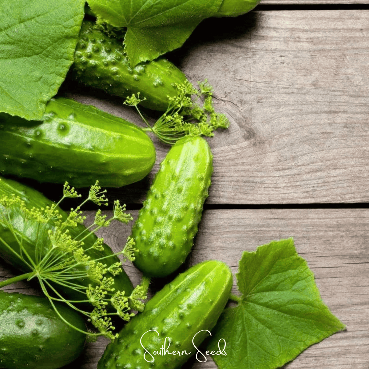 H-19 Little Leaf Cucumber Seeds - 30 Count - Compact Variety for Home Gardening - Cucumis sativus