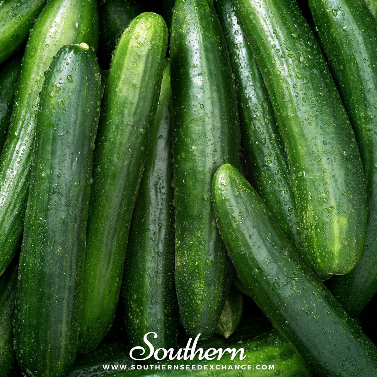 Straight 8 Cucumber Seeds - 30 Pack - Heirloom Variety - Cucumis sativus