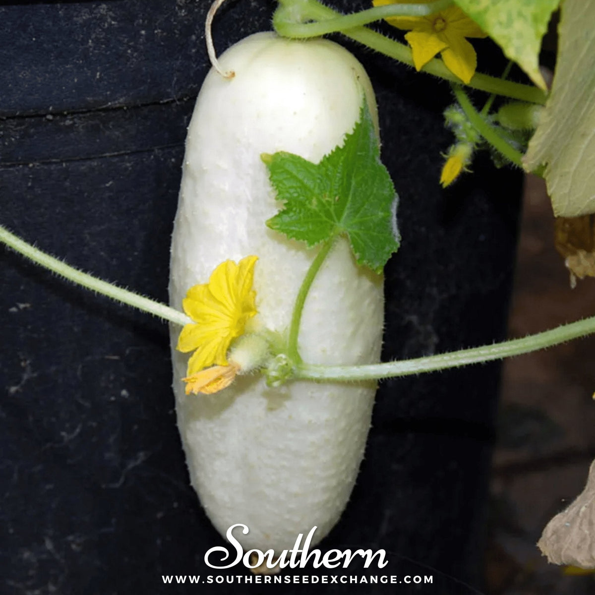 White Wonder Cucumber Seeds - 30 Pack - Cucumis sativus - Heirloom Variety for Home Gardening