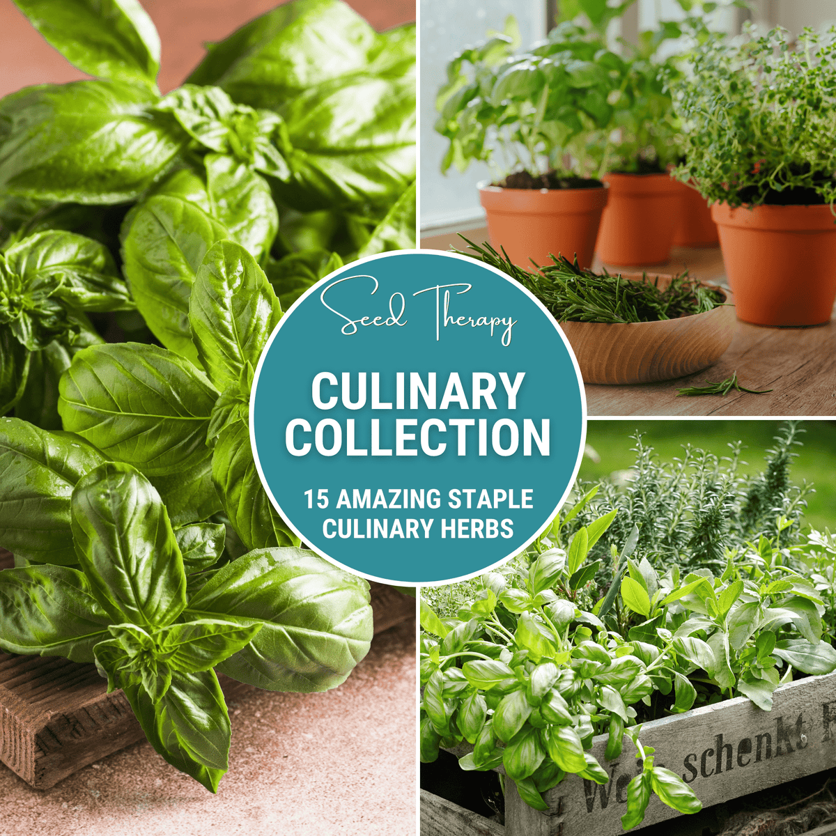 Culinary Herb Seed Collection – 15 Varieties for Cooking – Basil, Thyme, Parsley, Oregano, Chives, Cilantro & More