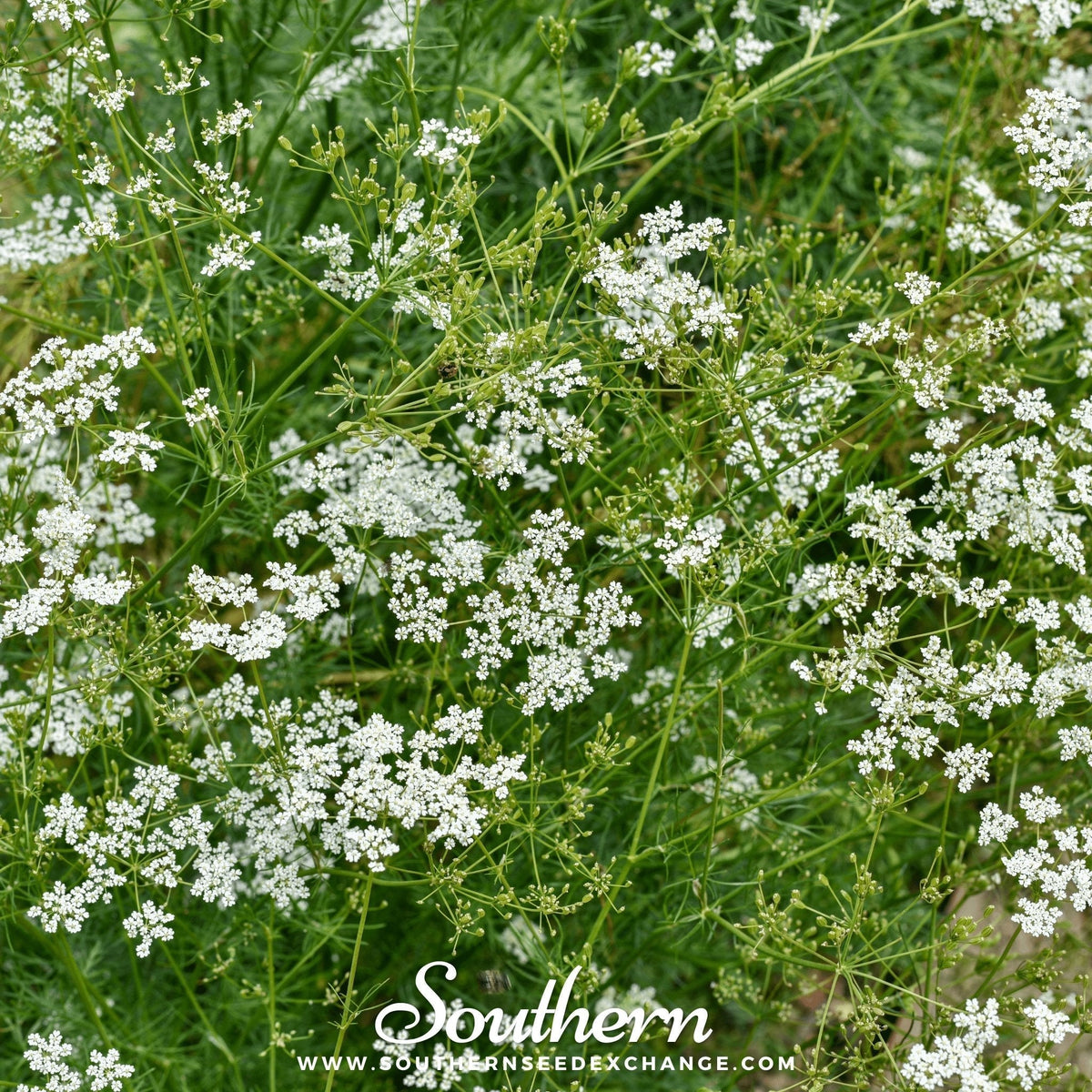 Cumin Seeds - 100 Count - Culinary Herb - Cuminum cyminum - Organic Spice Gardening