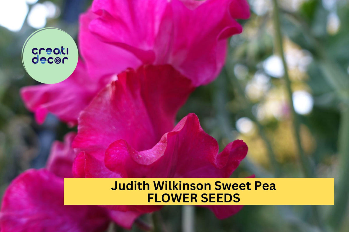 Sweet Pea Seeds - 50+ Bright Pink Blooms - Climbing Flower Vine for Bouquets - Lathyrus odoratus - USA