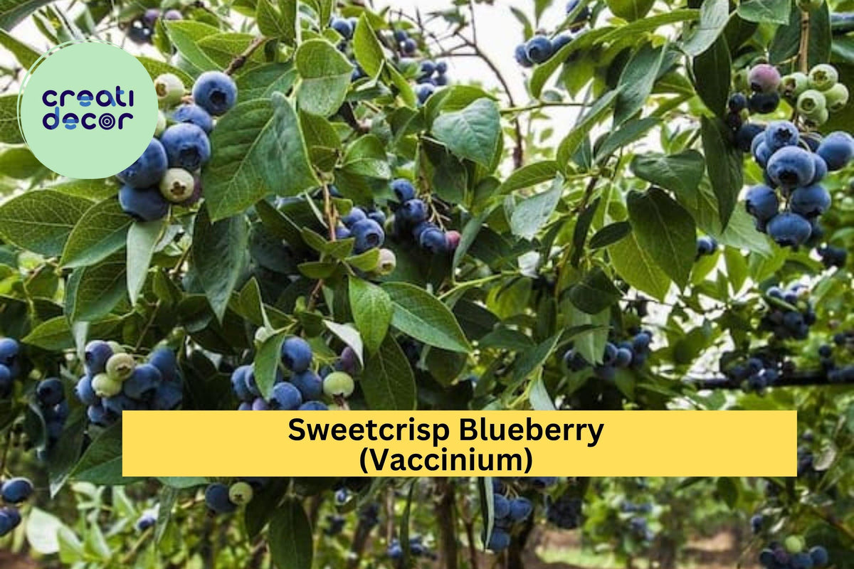 Sweetcrisp Blueberry Plant - 1-Quart Live Vaccinium Hybrid - High-Yield, Extra-Sweet Berries for Zones 6-9, Bare Root