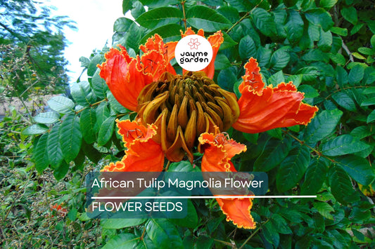 10 African Tulip Tree Seeds - Spathodea campanulata - Exotic Orange-Red Blooms - Fast Growing Ornamental Tree Seeds