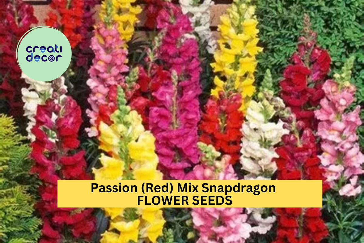 1000+ Snapdragon Seeds | Passion Red Mix | Antirrhinum majus | Pollinator-Friendly Garden Flowers