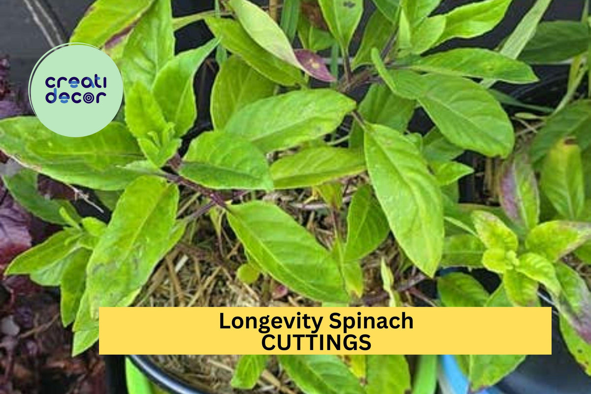 5 Longevity Spinach Cuttings - Gynura procumbens - Unrooted Fresh Stems for Garden or Pots - Easy to Grow Edible Greens