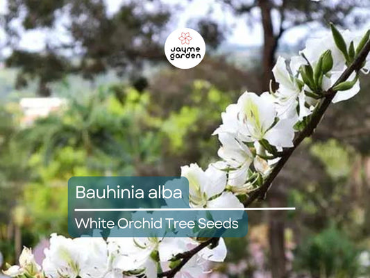 10 Bauhinia Alba Seeds | White Orchid Tree | Fast Growing Ornamental Flowering Tree | Rare Tropical Garden Seeds