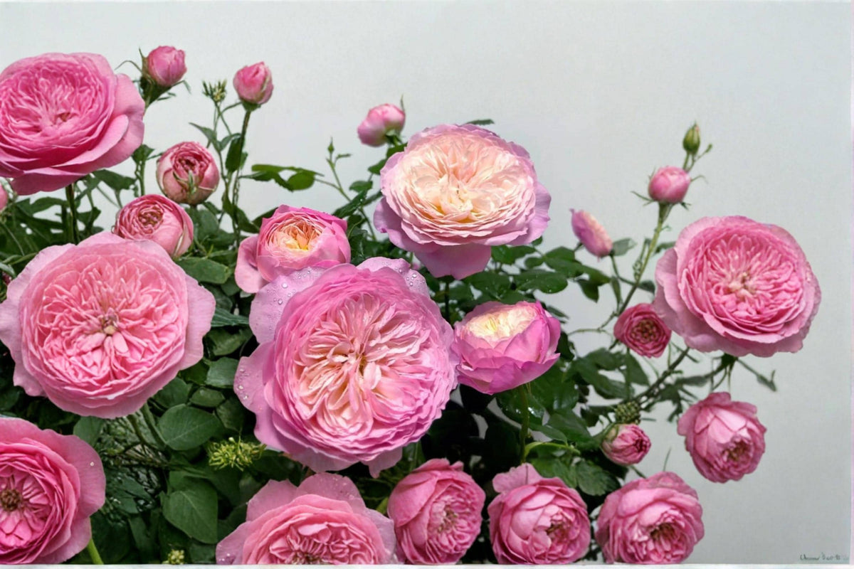 Constance Rose Seeds - 8 Pink Flowering Rose Seeds (Rosa spp.) for Garden Planting and Landscape Design