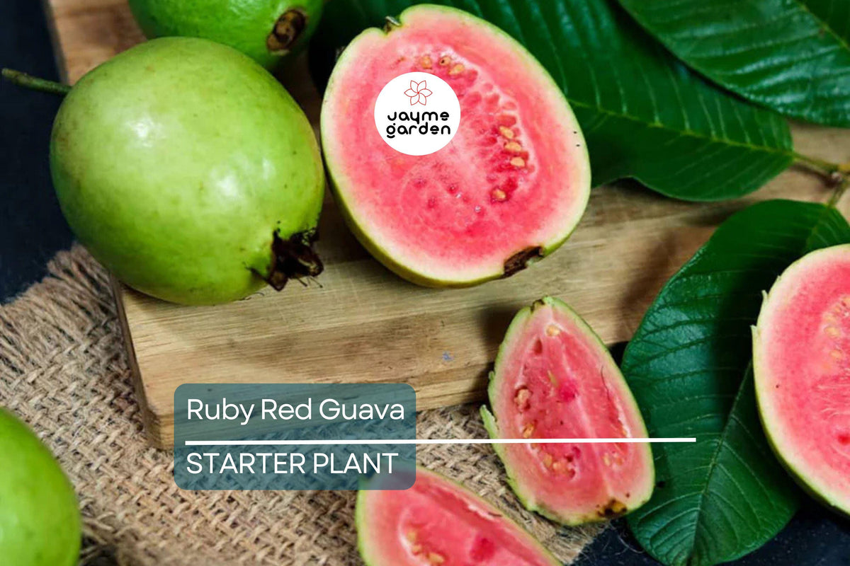 Ruby Red Guava Tree | 8"-10" Live Plant | Edible Fruit | Psidium guajava | Easy to Grow | Tropical & Subtropical Gardening