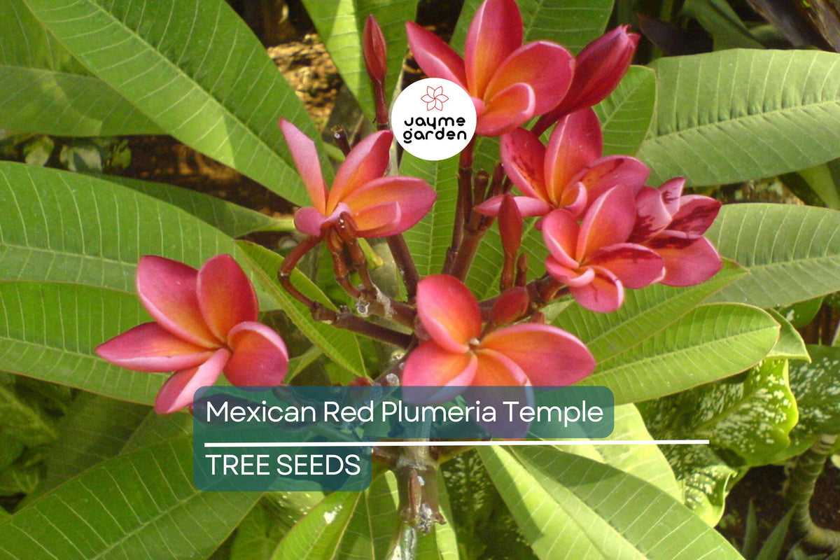 Mexican Red Plumeria Seeds (P. rubra) - Tropical Frangipani Flower, Fragrant Blooms, Hummingbird Attractor, USDA Zones 10-12