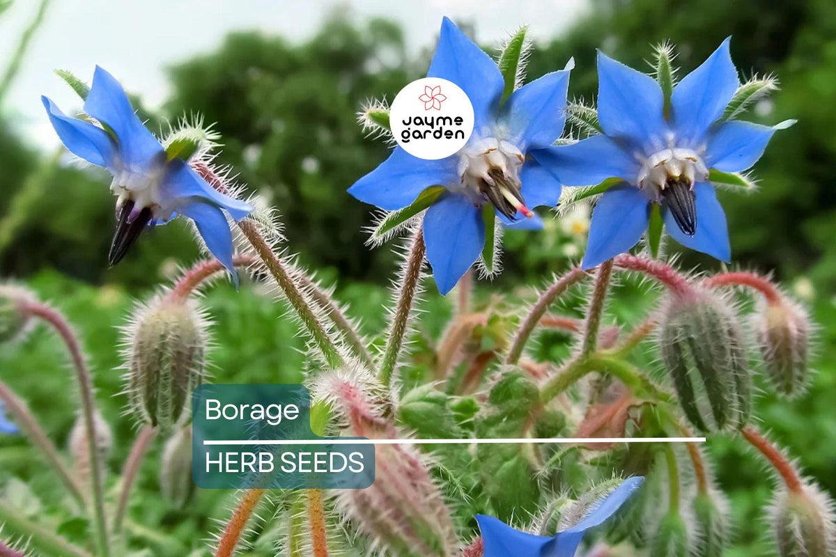 50 Borage Seeds - Heirloom Non-GMO Culinary Herb with Edible Blue Flowers - Borago officinalis