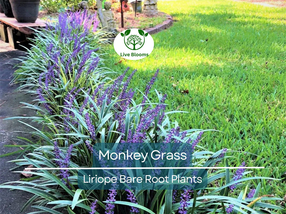 25 Live Bare Root Monkey Grass Plants - Big Blue Liriope spicata - Hardy Clumping Groundcover for Borders & Edging