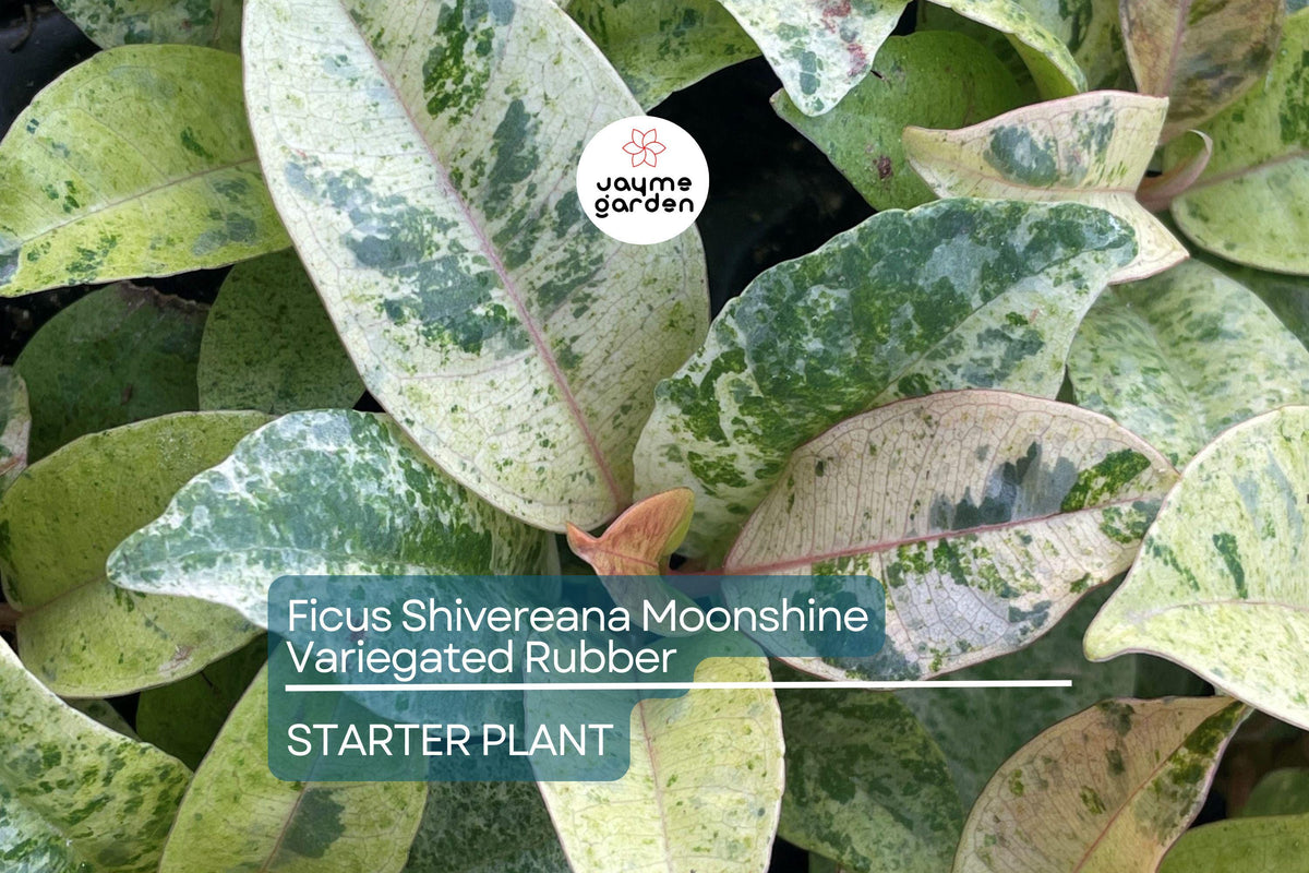 Ficus Shivereana Moonshine Starter Plant - 4" Variegated Rubber Plant - Rooted Houseplant - Tropical Evergreen - Indoor/Outdoor
