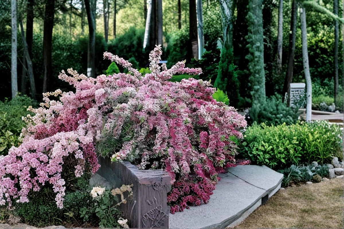 Variegated Weigela Live Plants 1-2 ft Pink Flowering Shrub Weigela florida - Ornamental Deciduous Shrub for Gardens