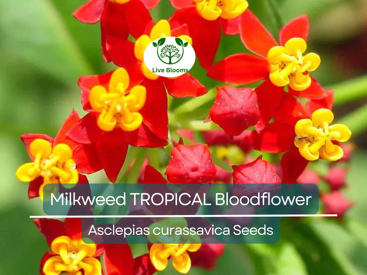 100 Seeds Tropical Bloodflower Milkweed, Monarch Butterfly Host Plant, Asclepias curassavica, Non-GMO, Attracts Pollinators