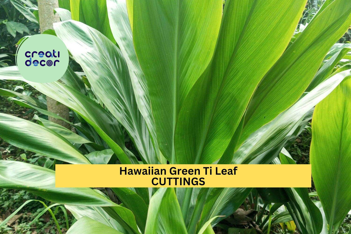 3 Green Ti Leaf Cuttings | 6" Hawaiian Cordyline Fruticosa Starter Logs | Tropical Indoor or Patio Plant