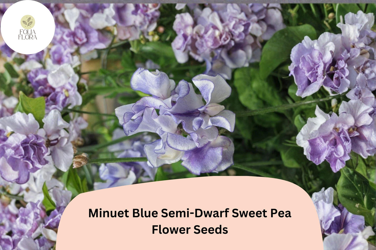 50+ Minuet Blue Semi-Dwarf Sweet Pea Seeds | Blue Climbing Flowers for Containers & Trellises | Lathyrus odoratus ‘Minuet Blue’