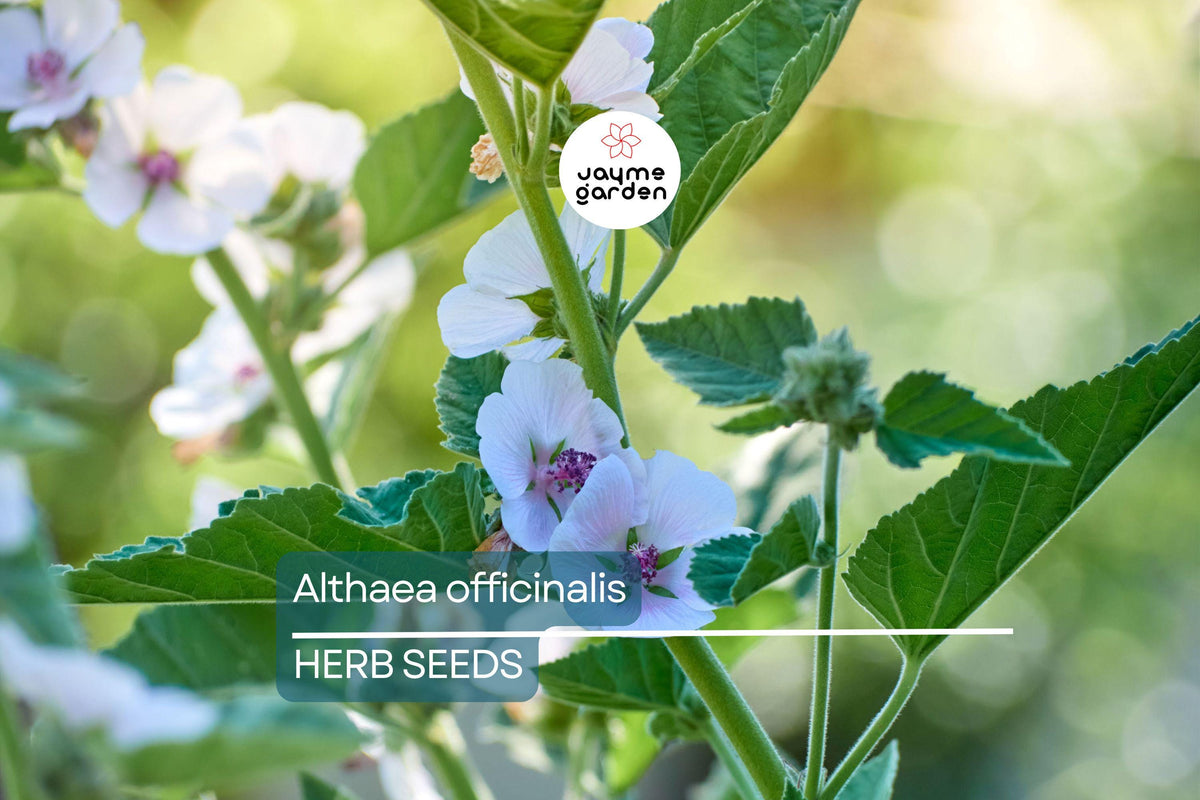 50 Marshmallow Seeds - Althaea officinalis - Pink Blooms - Medicinal & Culinary Herb - Non-GMO - USA Seller