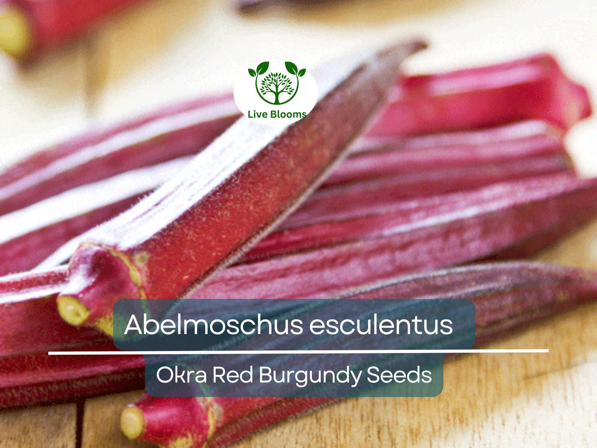 15 Seeds Okra Red Burgundy - Heat-Tolerant Abelmoschus esculentus - Vibrant Red Pods for Home Gardens, High Yield, Easy to Grow