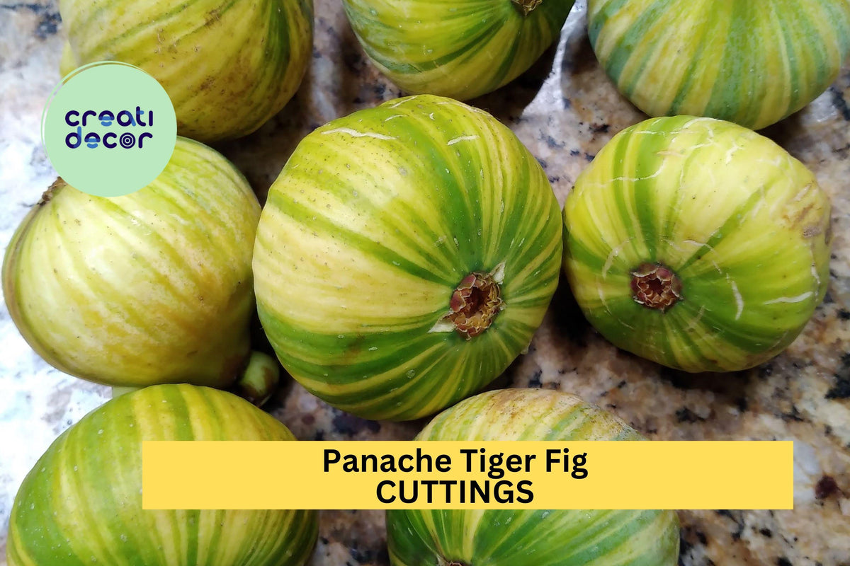 Panache Tiger Fig Cuttings | 2 Unrooted Ficus Carica 'Panache' | Sweet Striped Green-Yellow Figs with Red Flesh