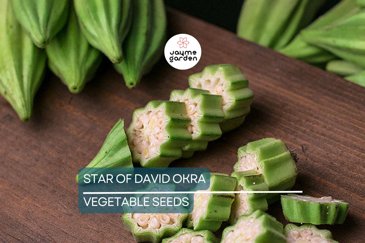 40 Star of David Okra Seeds - Heirloom Non-GMO, Unique Pods, Abelmoschus esculentus - High-Yield Vegetable Gardening USA Seller