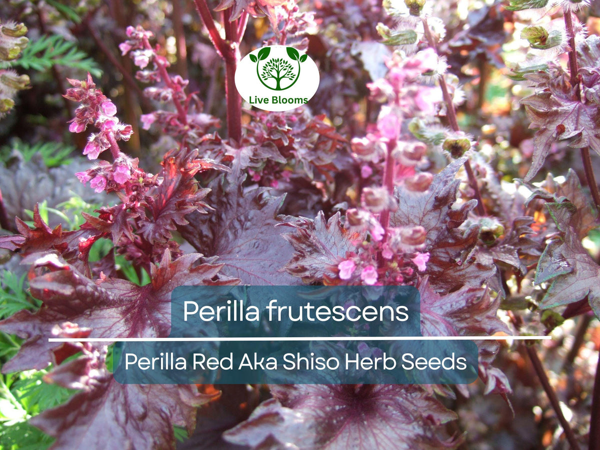 100 Seeds Perilla Red Aka Shiso Herb – Perilla frutescens, Heirloom for Asian Cuisine, Aromatic Flavor, Easy to Grow