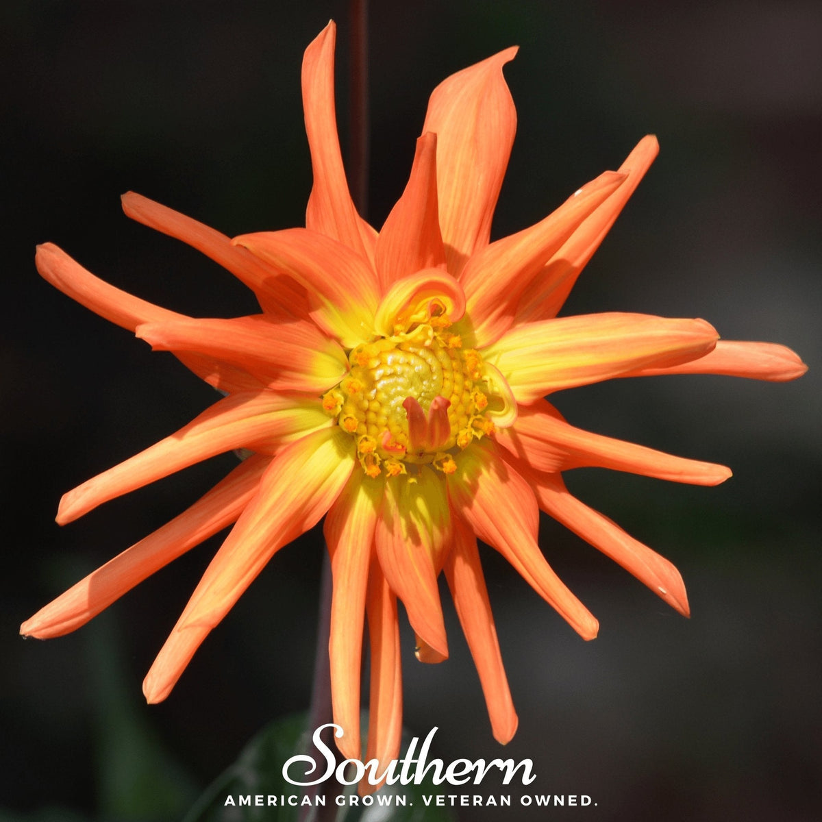 Cactus Dahlia Seeds - 25 Pack - Mixed Colors - Dahlia spp.
