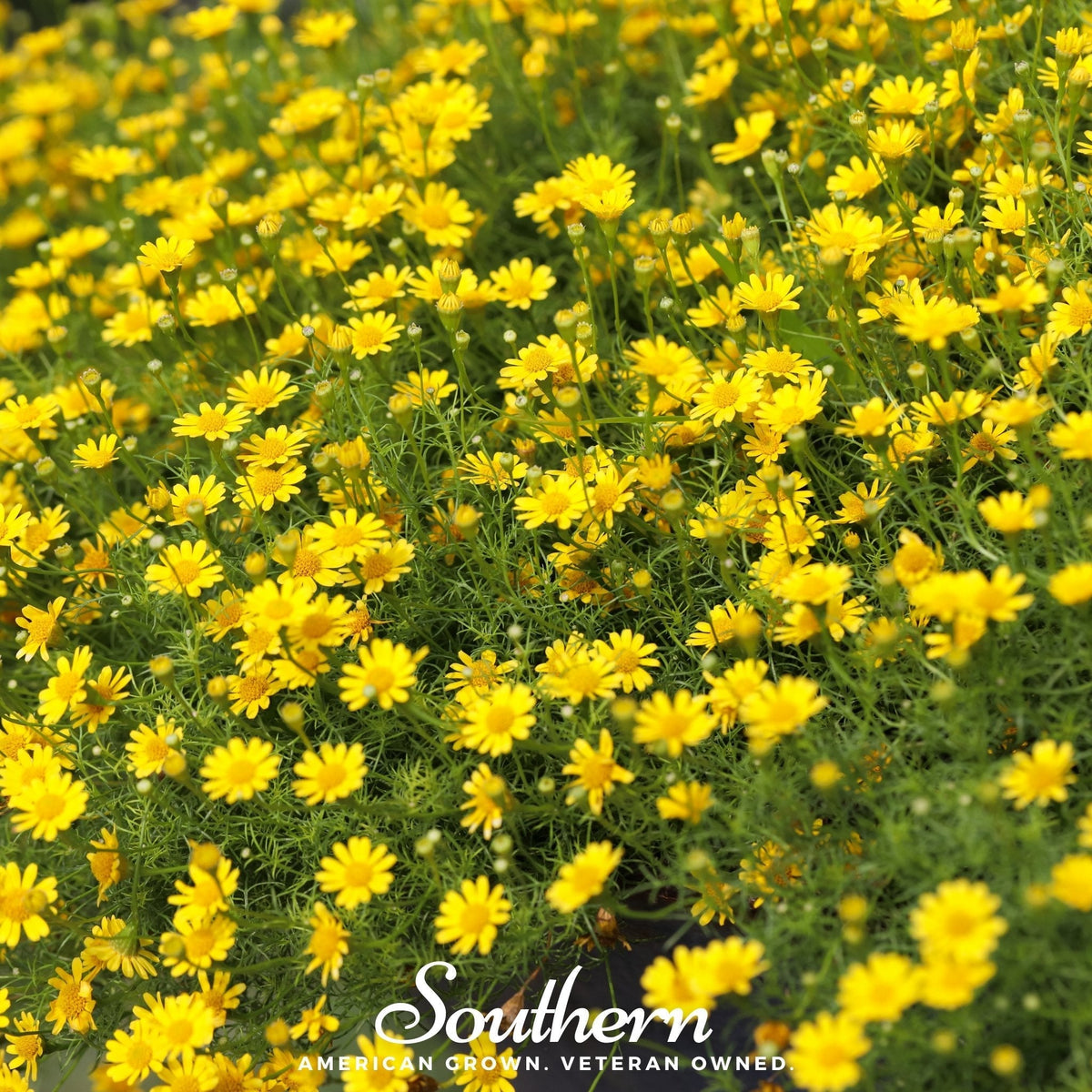 Dahlberg Daisy Seeds - 500 Count - Annual Flower Seeds - Anthemis tinctoria