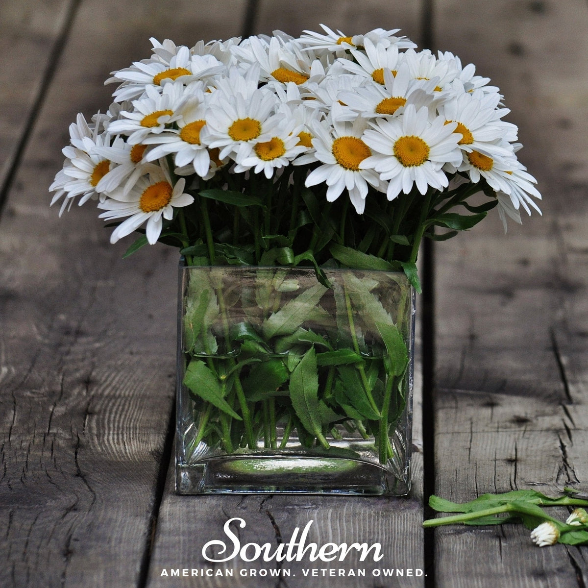 Dwarf Shasta Daisy Seeds - 100 Count - Leucanthemum x superbum