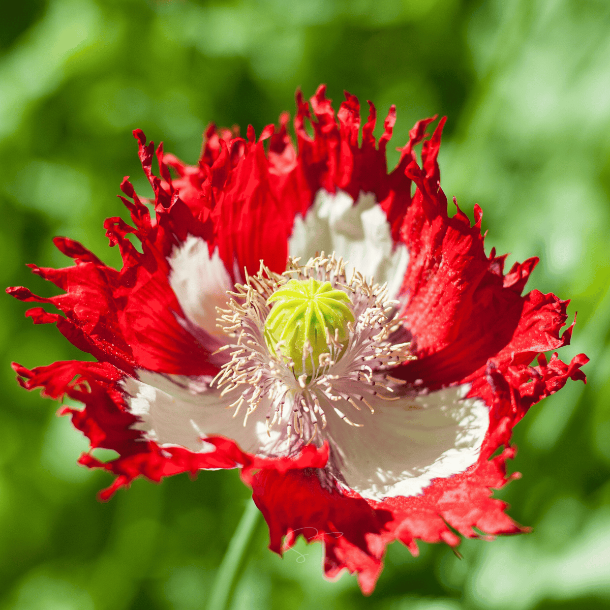 Danish Flag Poppy Seeds - 100 Count - Papaver somniferum - Colorful Garden Flowers