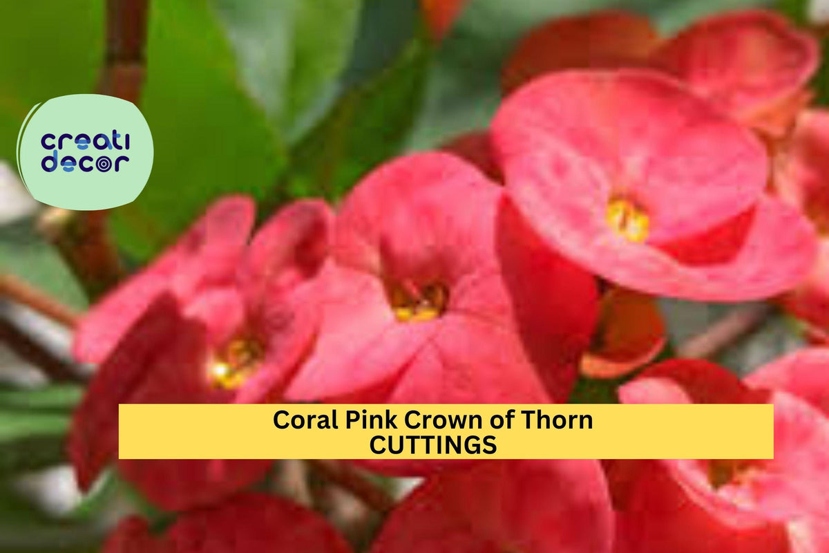Crown of Thorns Cutting | Unrooted Euphorbia milii | Coral Pink Blooms | Drought-Tolerant Succulent Starter Plant