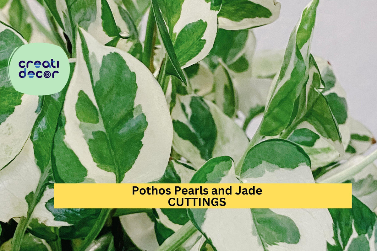 Pothos Cuttings - 3 Unrooted Variegated Devil's Ivy 'Pearls and Jade' (Epipremnum aureum) - Easy Care Indoor Trailing Houseplant