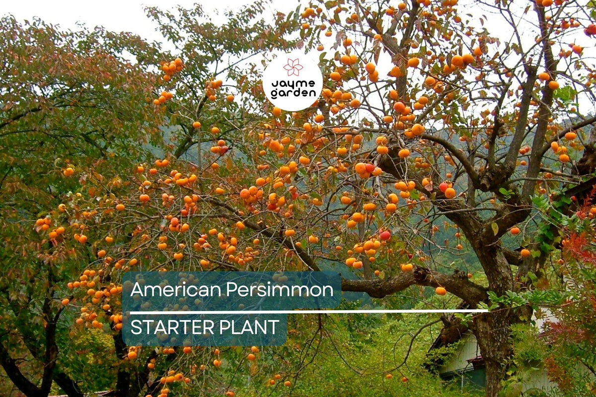 American Persimmon Tree 18"-24" Live Bare Root Diospyros Virginiana - Hardy Zones 3-8 Deciduous Fruit Tree for Garden