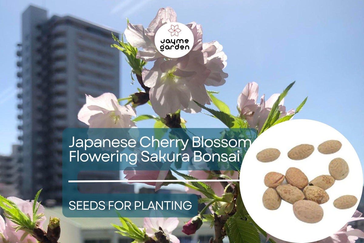 10 Seeds Japanese Cherry Blossom Bonsai - Pink Flowering Sakura Tree Seeds - Prunus serrulata - Ornamental & Exotic