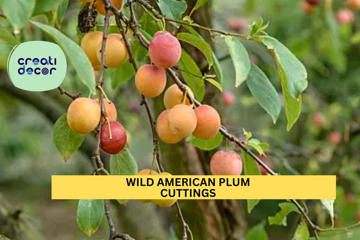 12 Unrooted Cuttings Wild American Plum Prunus americana Edible Native Tree Wildlife Habitat Grafting Wood Starter