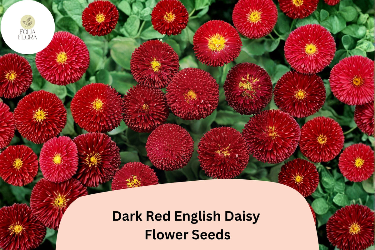200+ Dark Red English Daisy Seeds | Bellis perennis | Perennial Garden Flower | Charming Red Blooms for Borders & Containers