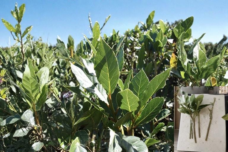 Sweet Bay Laurel Cuttings - 5 Unrooted Aromatic Evergreen Cuttings - Laurus nobilis - Ideal for Herb Gardens and Landscape