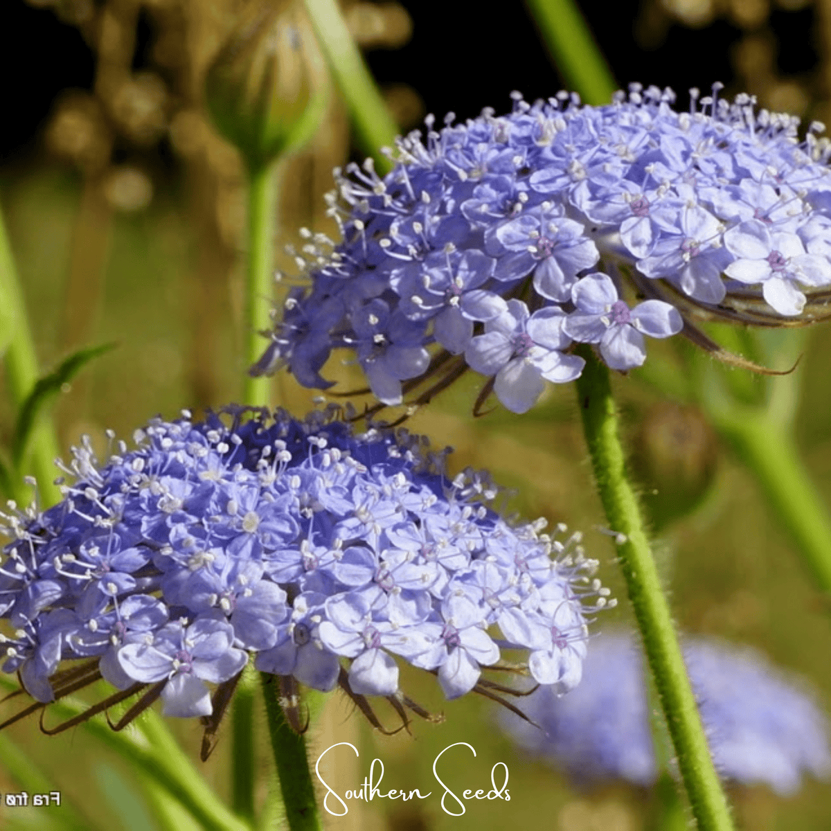 Blue Lace Flower Seeds - 50 Count - Didiscus caeruleus - Easy to Grow Annual Flower Seeds