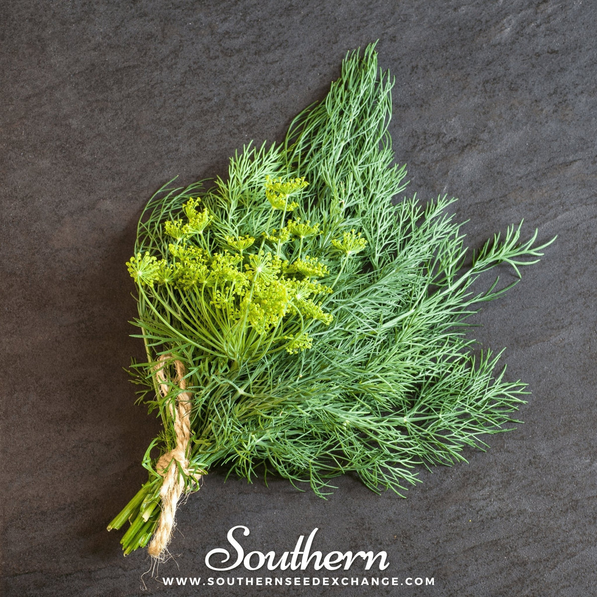 Bouquet Dill Seeds - 100 Pack - Anethum graveolens - Aromatic Herb for Cooking and Gardening
