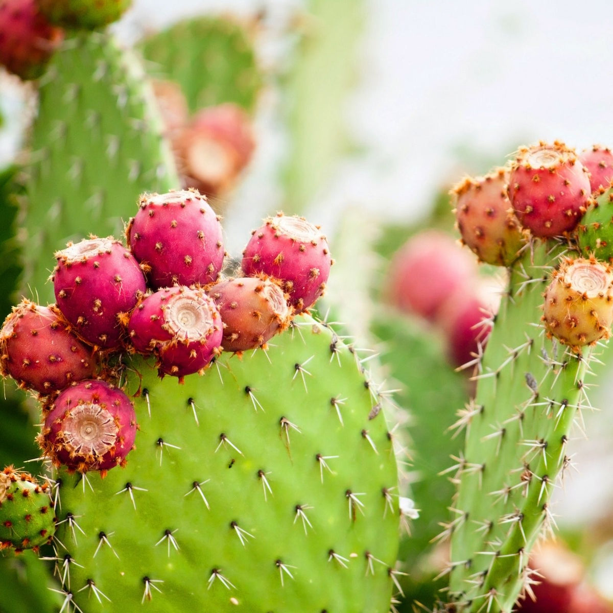 Spiny Cat's Paw Cactus Cuttings Opuntia microdasys Live Succulent Plant Indoor Outdoor Garden