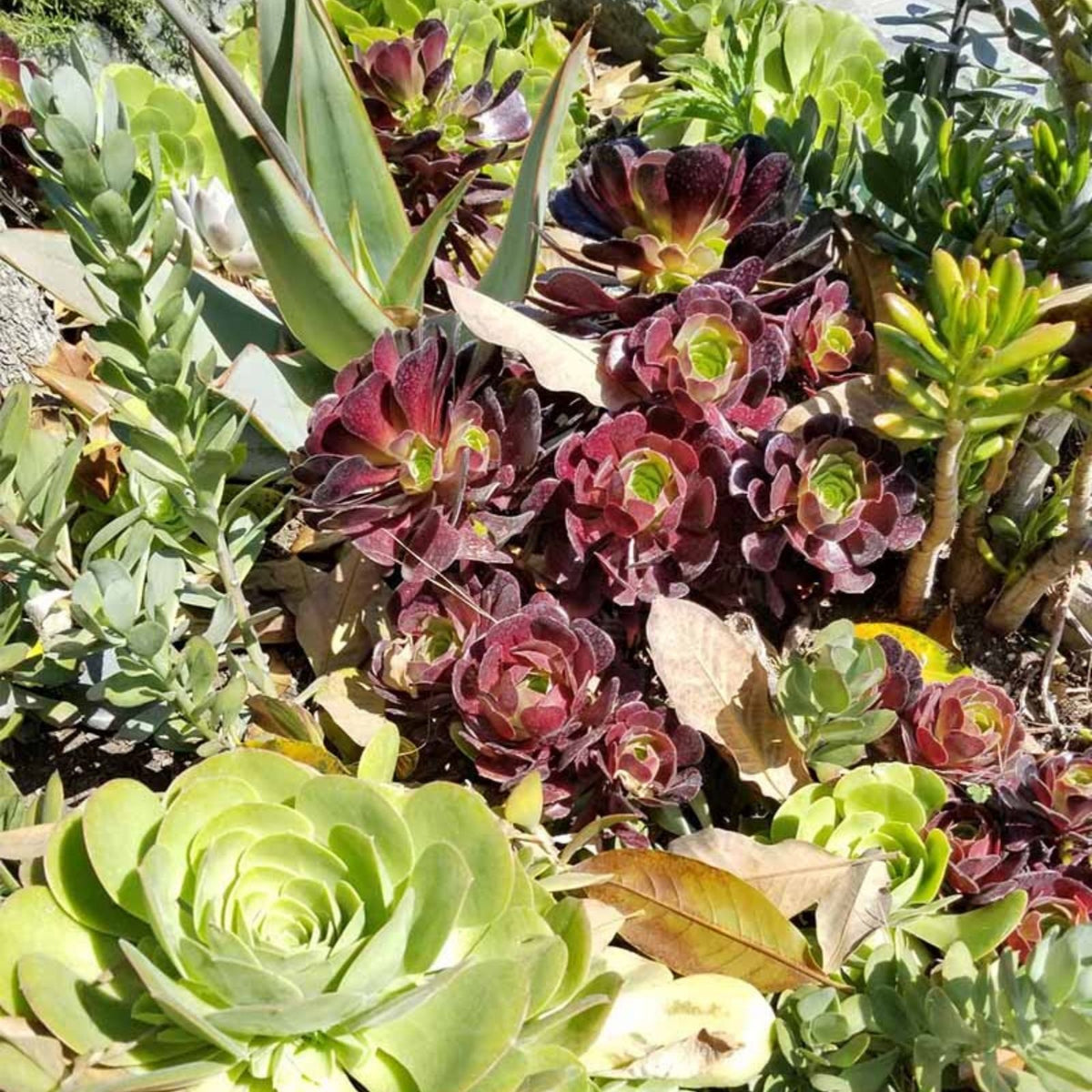 Succulent Cuttings Set 30 Assorted Varieties 2-4" Live Plants for Plant Decor & Crafting