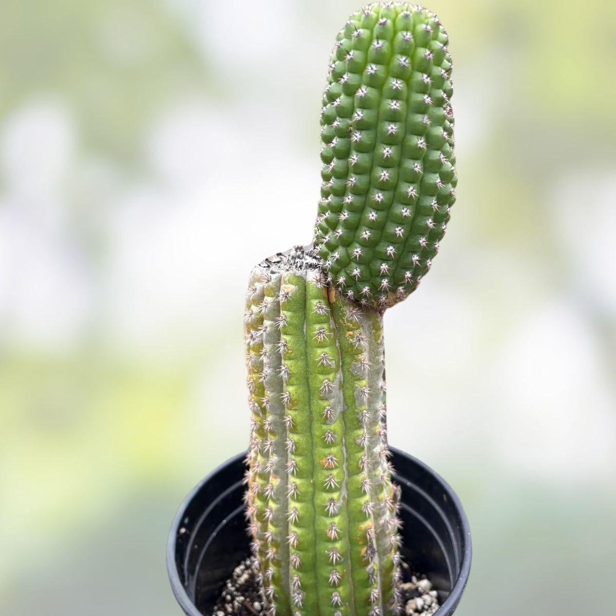 Cereus Brevispinulosus Corn Cactus Cutting 10.5" | Indoor Succulent Plant | Easy Care Cactus | Epiphytic Cactaceae