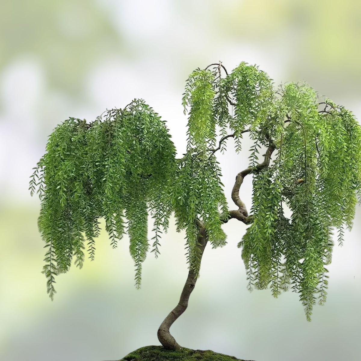 Weeping Willow Dragon Bonsai Cutting Dwarf Tree Live Indoor Plant Starter Thick Trunk