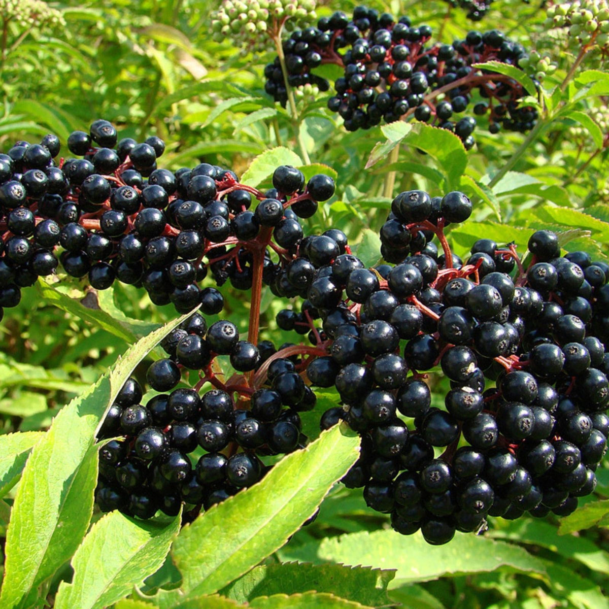 Elderberry Cuttings York Nova Adams Sambucus canadensis Live Plant Starter Bare Root 5-12 inches