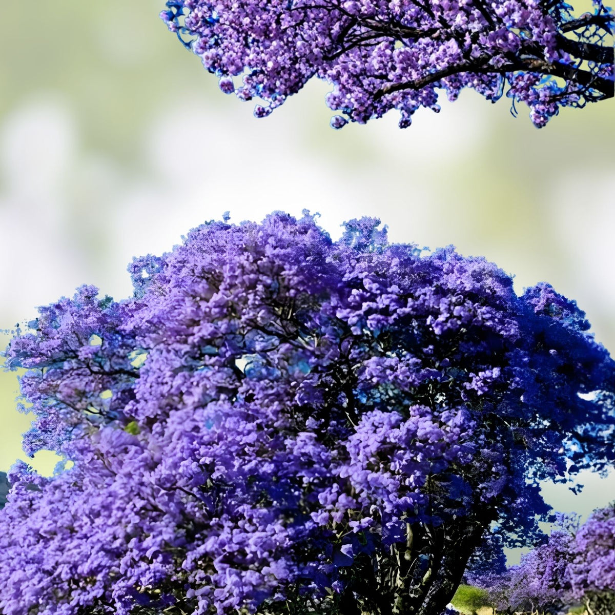 Blue Jacaranda Tree Plant 6-8 Inches Jacaranda mimosifolia Live Indoor Outdoor Tree