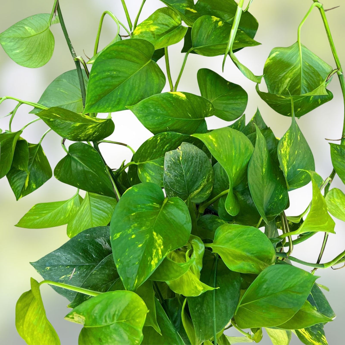 10 Pothos Plant Cuttings Epipremnum aureum Green Indoor Houseplants Easy Care Low Maintenance