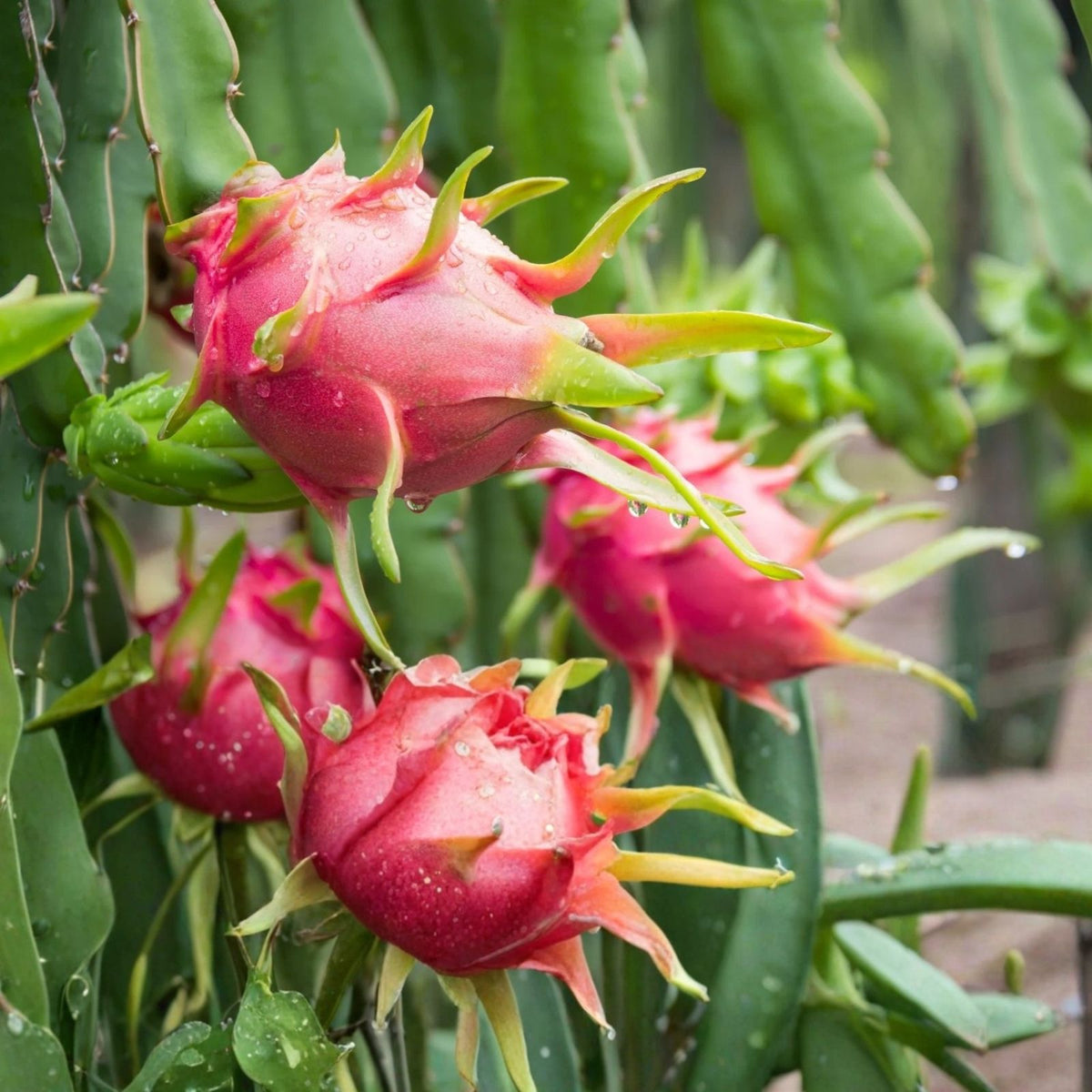 Dragon Fruit Cuttings 8-14in Hylocereus spp. Live Plant Propagation Succulent Bare Root Starter Plant