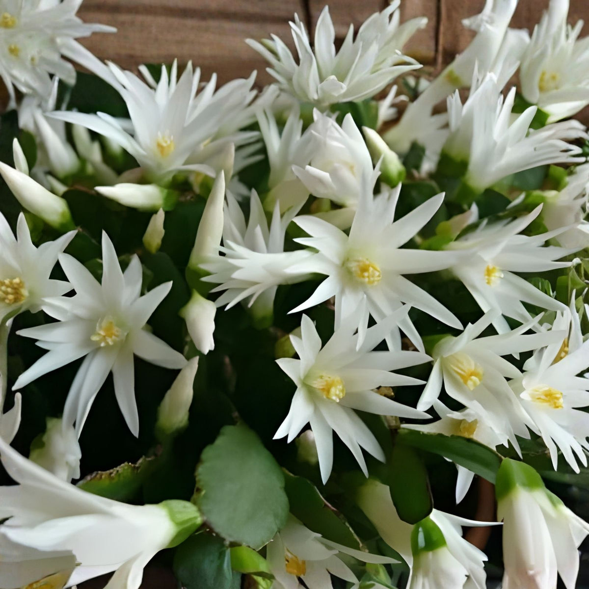Easter Cactus Cuttings Rhipsalidopsis Hatiora Live Succulent Propagation Starter Plant