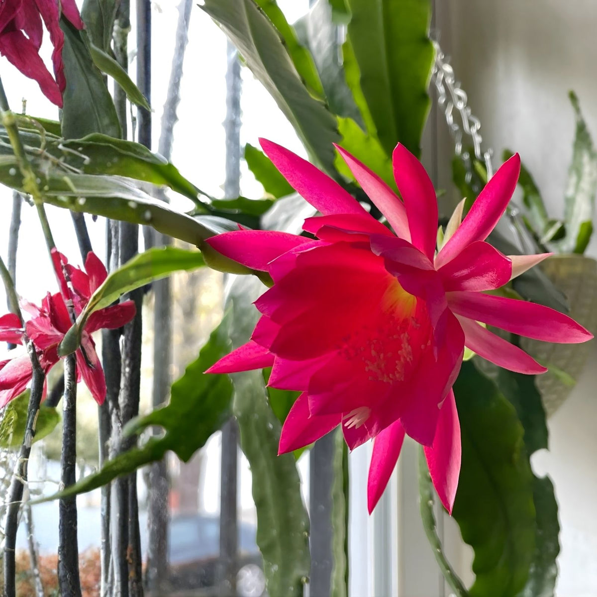 Epiphyllum Cuttings 8-10in Elke Paetz Cactus Plant for Propagation, Houseplant, Succulent, Live Plant, Starter Plant