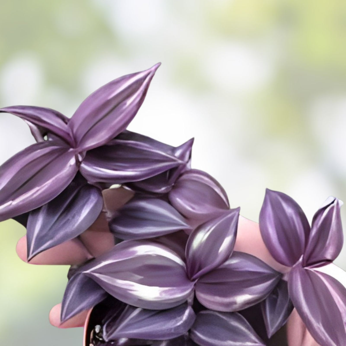Tradescantia Zebrina Cuttings - Dark Burgundy Wandering Jew Houseplant Starter - 12 Stem Live Plant Propagation
